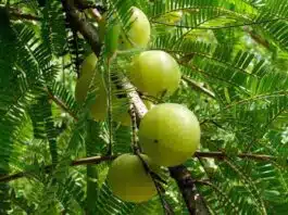 10 health benefits of amla