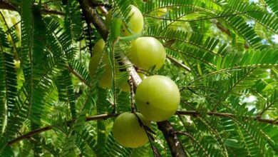 10 health benefits of amla