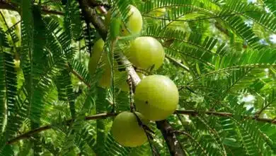 10 health benefits of amla