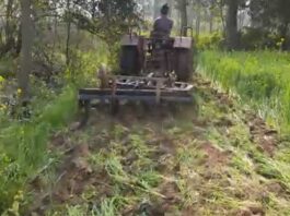 New way of opposing Farm Laws, Farmers are destroying their standing crop by running a tractor