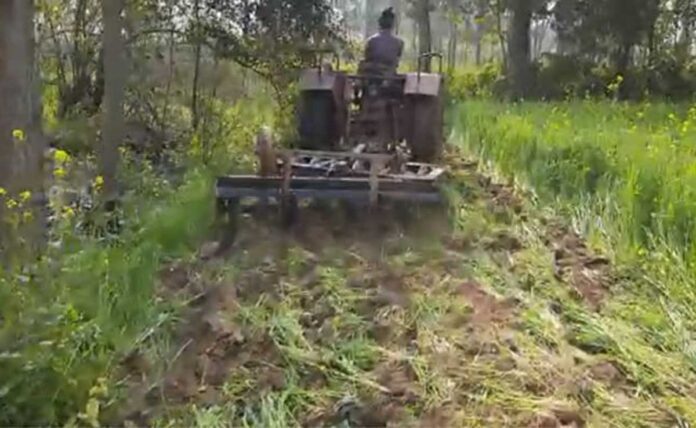 New way of opposing Farm Laws, Farmers are destroying their standing crop by running a tractor