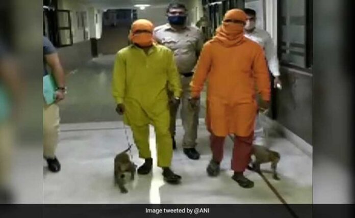 Delhi News 2 arrested for allegedly robbing people using monkeys