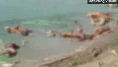 Covid terror in the city with more than over 40 bodies on banks of ganga in Bihar