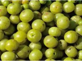 Amla has many benefits, know about Amla