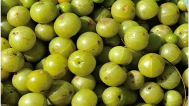 Amla has many benefits, know about Amla