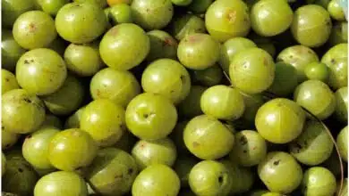 Amla has many benefits, know about Amla