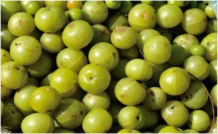 Amla has many benefits, know about Amla