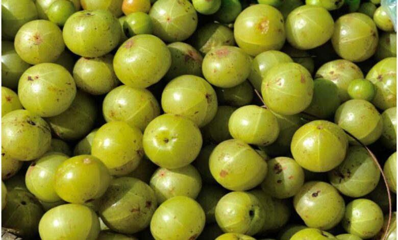 Amla has many benefits, know about Amla
