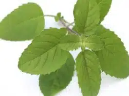 Amazing Health Benefits of Holy Tulsi