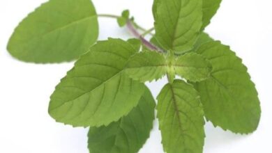 Amazing Health Benefits of Holy Tulsi