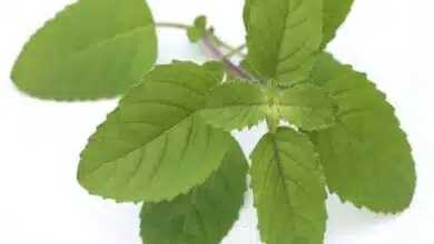 Amazing Health Benefits of Holy Tulsi