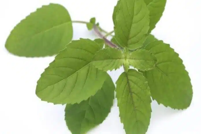 Amazing Health Benefits of Holy Tulsi