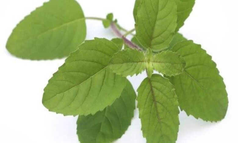 Amazing Health Benefits of Holy Tulsi