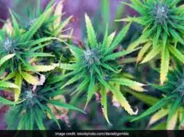 Marijuana Cake made by Mumbai Bakery 3 arrested