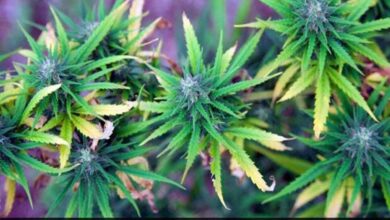 Marijuana Cake made by Mumbai Bakery 3 arrested