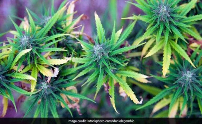 Mumbai ‘बेकरी’ ने बनाया Marijuana Cake, 3 गिरफ्तार: NCB