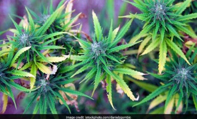 Marijuana Cake made by Mumbai Bakery 3 arrested