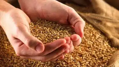 PMGKAY extended for 5 months