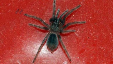 More than 100 live spiders found crawling inside parcel by Chennai Customs