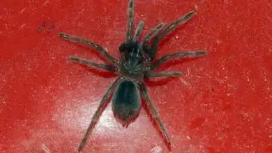 More than 100 live spiders found crawling inside parcel by Chennai Customs