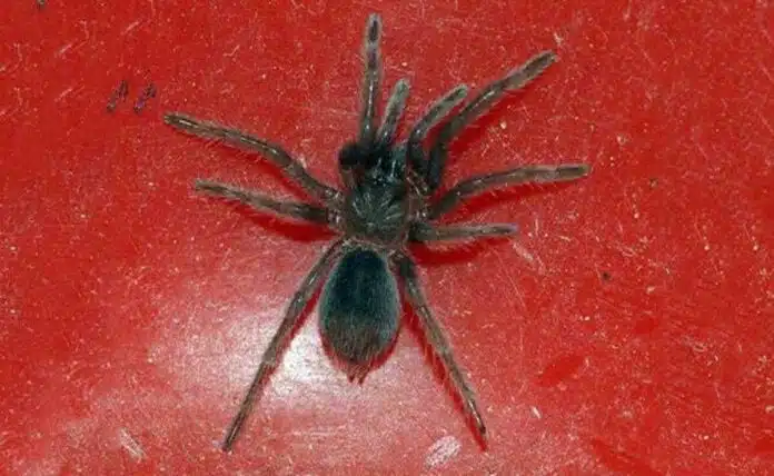 More than 100 live spiders found crawling inside parcel by Chennai Customs