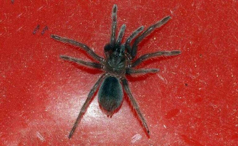 चेन्नई सीमा शुल्क द्वारा पार्सल के अंदर 100 से अधिक जीवित Spiders को रेंगते पाया गया