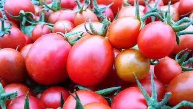 Know about the hidden benefits of Tomato