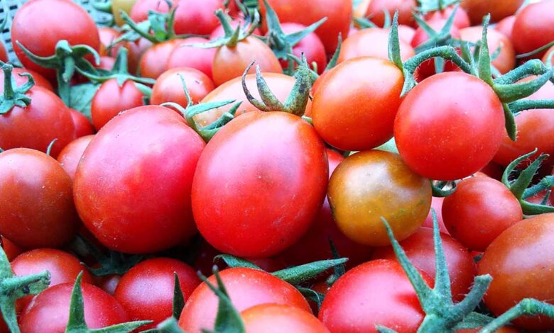 Know about the hidden benefits of Tomato