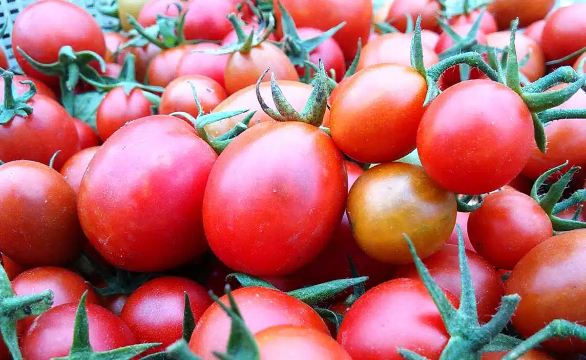 टमाटर या Tomato के छिपे हुए फायदे, जानें इसके बारे में।