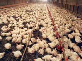 veterinarian of Kerala gets patent for biodiesel from chicken waste