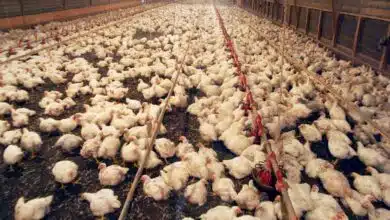 veterinarian of Kerala gets patent for biodiesel from chicken waste