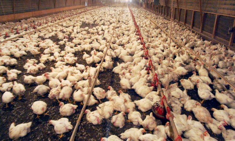 veterinarian of Kerala gets patent for biodiesel from chicken waste