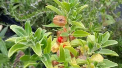 to boost recovery from COVID-19 India,UK will conduct clinical trial of 'Ashwagandha'