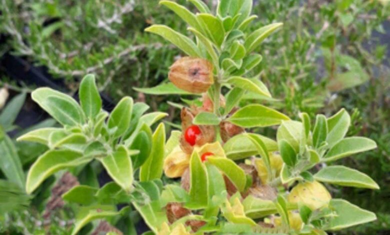 to boost recovery from COVID-19 India,UK will conduct clinical trial of 'Ashwagandha'