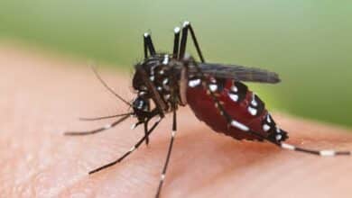 158 dengue cases in Delhi this year; 32 in september