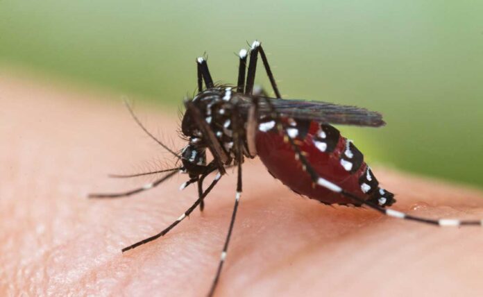 158 dengue cases in Delhi this year; 32 in september