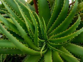 Medical uses and health benefits of Aloe vera