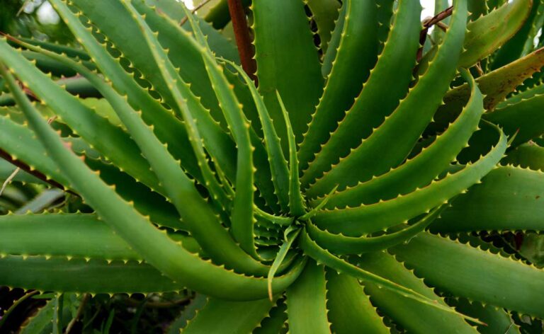 Aloe vera के स्वास्थ्य लाभ और चिकित्सा उपयोग