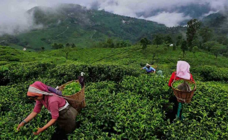 1 कप Tea के बारे में: वह सब कुछ जो आप जानना चाहते हैं