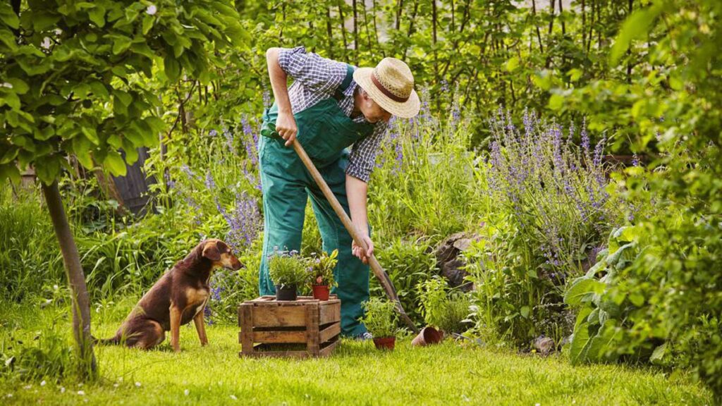 Take the help of your Pet Dogs in the garden