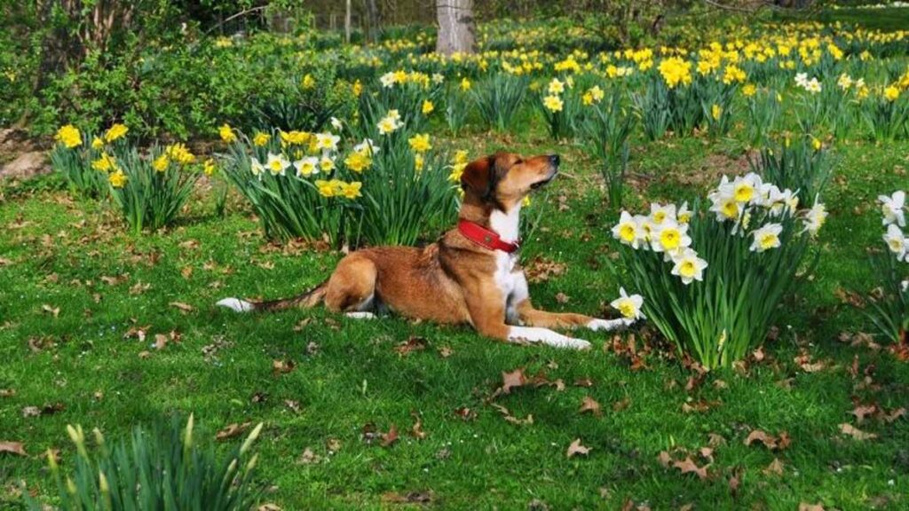 Take the help of your Pet Dogs in the garden