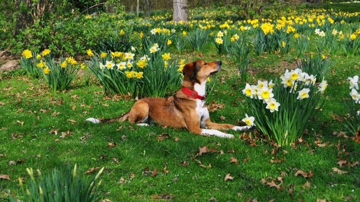 Take the help of your Pet Dogs in the garden
