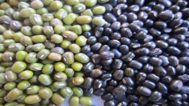 dal