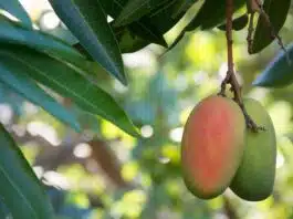 Mango growing up with "Z+ Security"