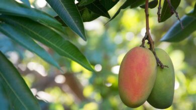 Mango growing up with "Z+ Security"