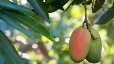 Mango growing up with "Z+ Security"