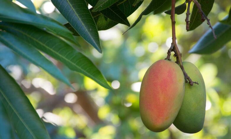 Mango growing up with "Z+ Security"