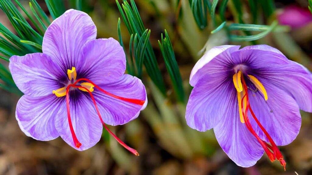 12 Important Health Benefits of Saffron