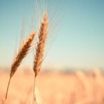 wheat-export-2