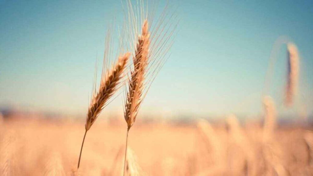 Wheat export ban has no adverse effect on farmers' income